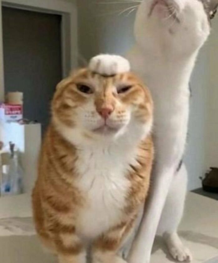 35 Hilariously Random Cat Pics To Make Your Day At Least 68.9% Better