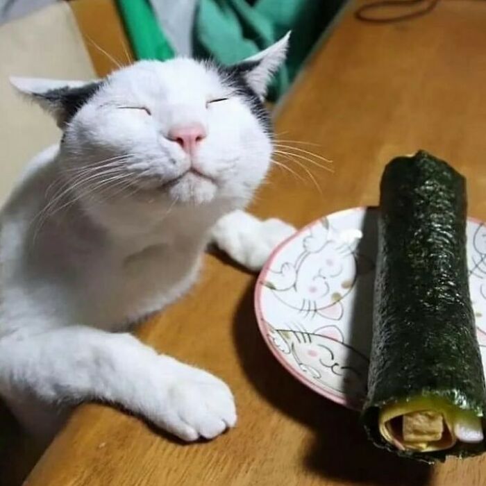 35 Hilariously Random Cat Pics To Make Your Day At Least 68.9% Better
