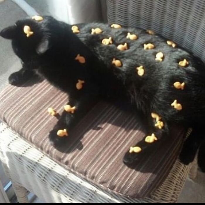 35 Hilariously Random Cat Pics To Make Your Day At Least 68.9% Better