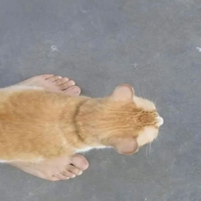 35 Hilariously Random Cat Pics To Make Your Day At Least 68.9% Better