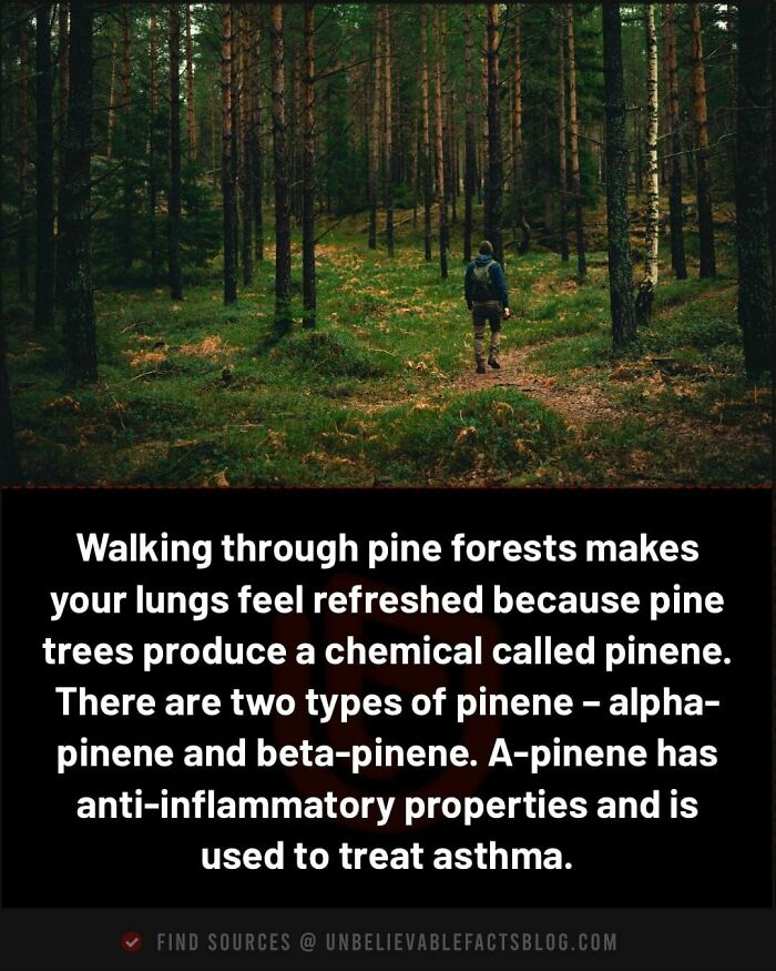 Person walking in a pine forest, highlighting unbelievable facts about the refreshing effects of pinene on lungs.