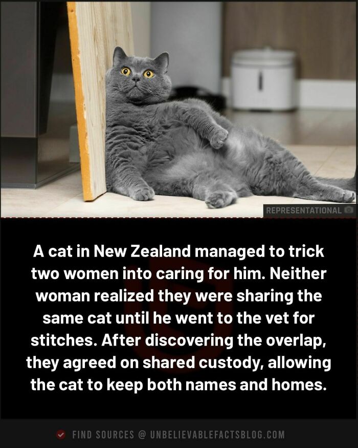 Gray cat lounging on floor, showcasing unbelievable facts about trickery and shared custody in New Zealand.