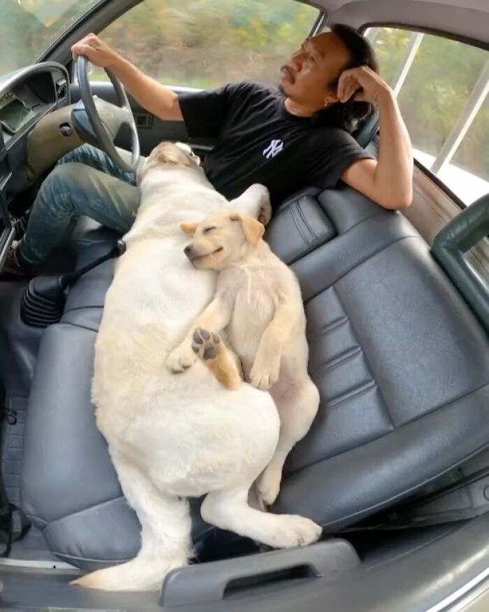 Man driving a car with two delightfully random sleeping dogs cuddled on the seat to make your day a little brighter.