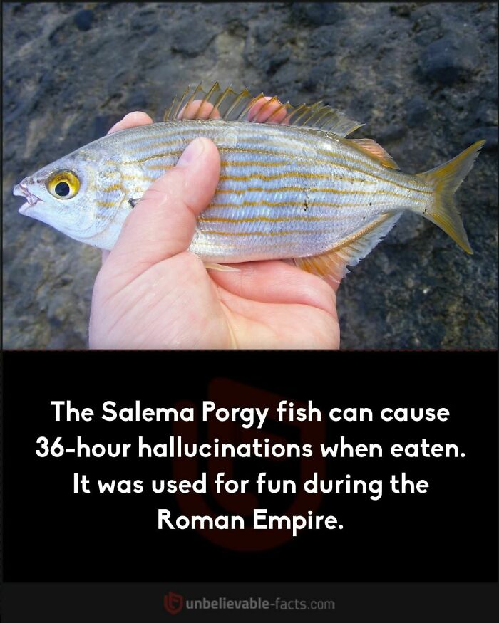 A person holding a Salema Porgy fish, known for causing hallucinations, related to unbelievable facts.