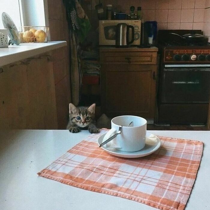 Curious kitten peeking over a kitchen counter next to a cup and spoon on a checkered cloth, brightening the day.