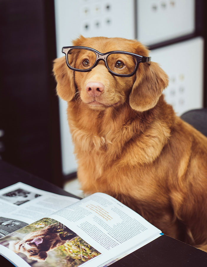 Dogs May Be Entering A New Phase Of Evolution Due To Modern Human Life, According To Scientists