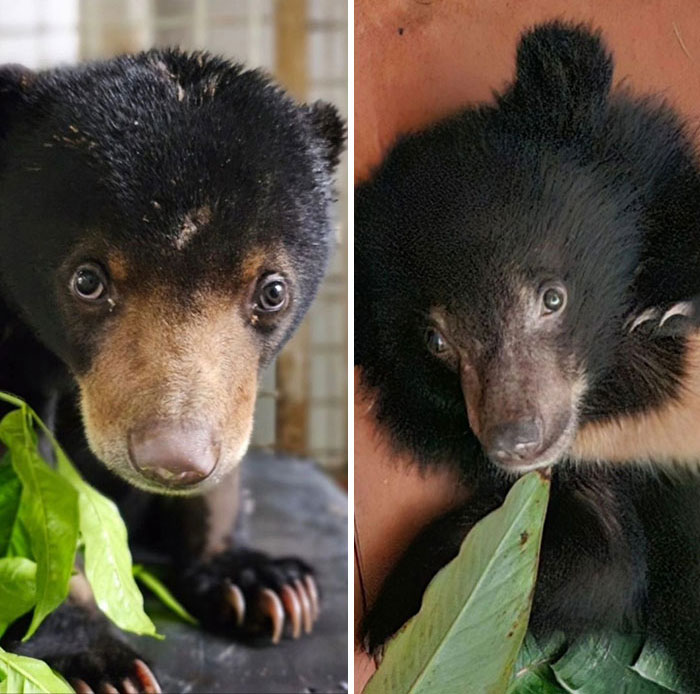 We Rescued A Sun Bear And A Moon Bear Cub In One Day We Rescued A Sun Bear And A Moon Bear Cub In One Day