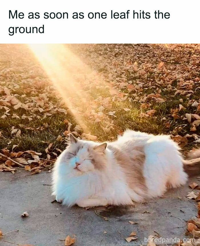 Fluffy cat in sunlight surrounded by autumn leaves, capturing cozy fall vibes with humorous text about falling leaves.