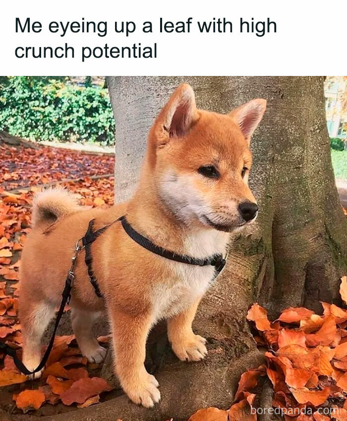 Shiba Inu focuses on fallen leaves in a funny fall meme, epitomizing cozy seasonal vibes.