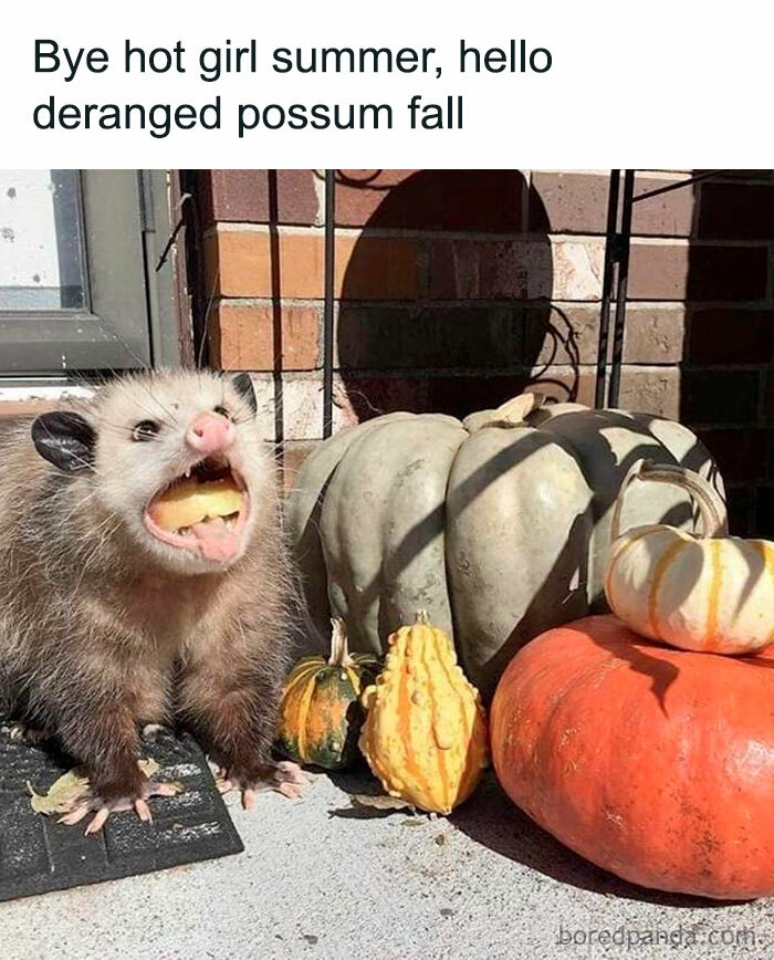 Possum eating fruit next to pumpkins, humorously capturing cozy fall vibes with text "Bye hot girl summer, hello deranged possum fall."