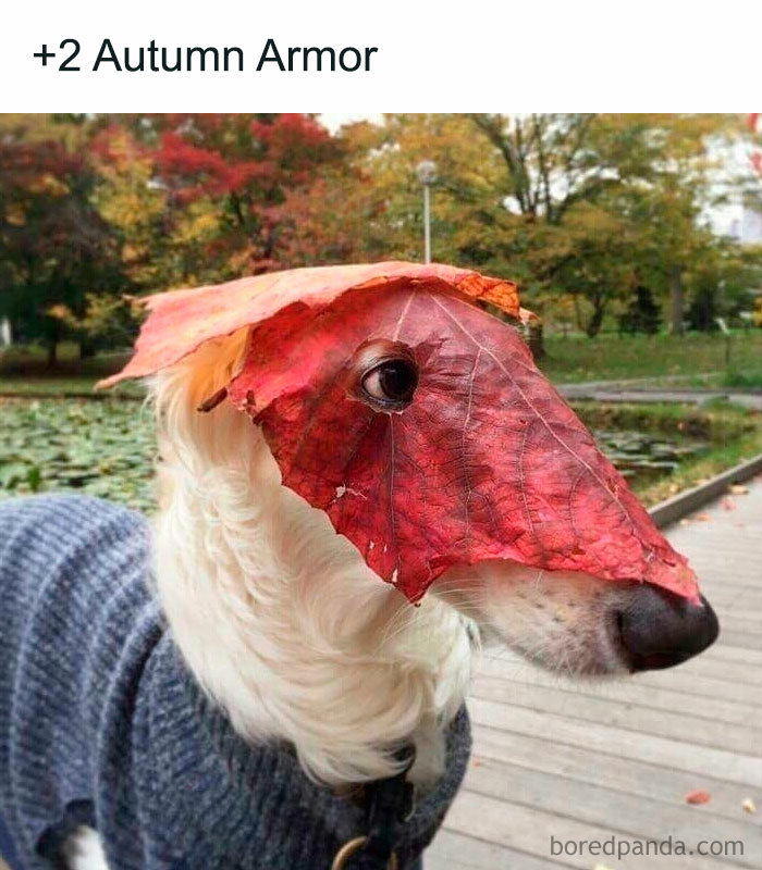 Dog in fall meme wearing a red leaf helmet with text "+2 Autumn Armor," capturing cozy vibes of the season.