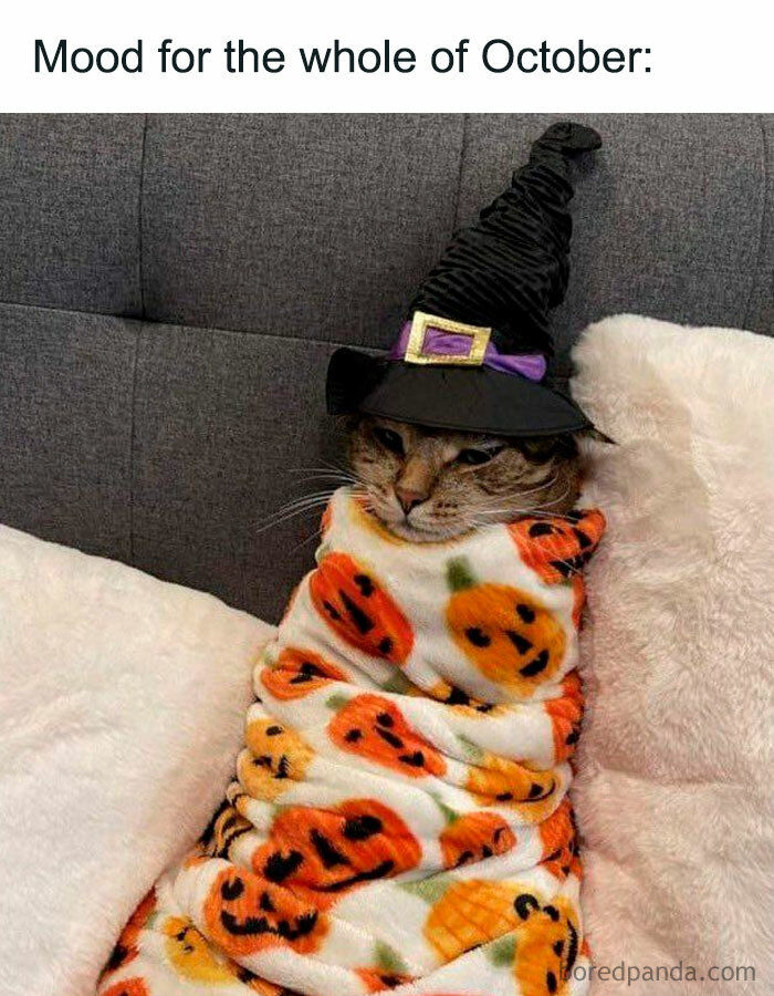 Cat in witch hat wrapped in pumpkin blanket, capturing cozy fall vibes with text: "Mood for the whole of October."