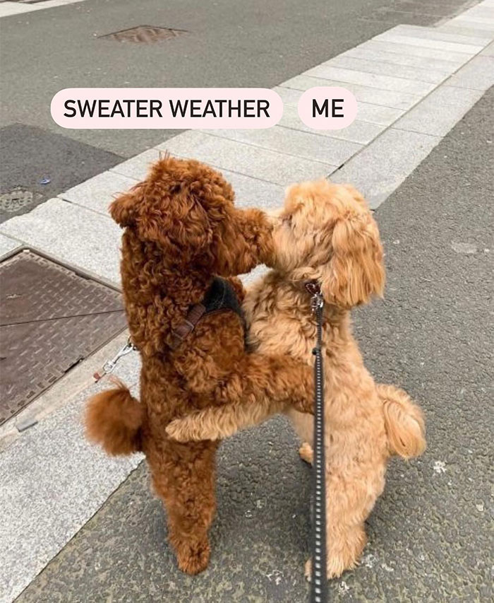 Two fluffy dogs hugging, labeled "Sweater Weather" and "Me," capturing cozy fall vibes with humor.