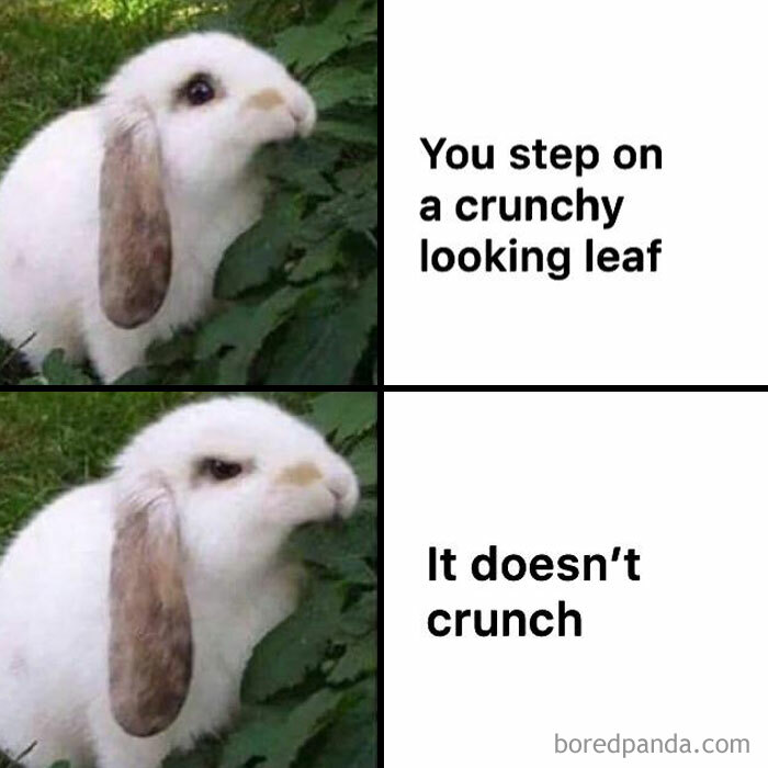 Rabbit fall meme with a hopeful look in one panel and disappointed in another about a non-crunchy leaf. Cozy fall vibes.