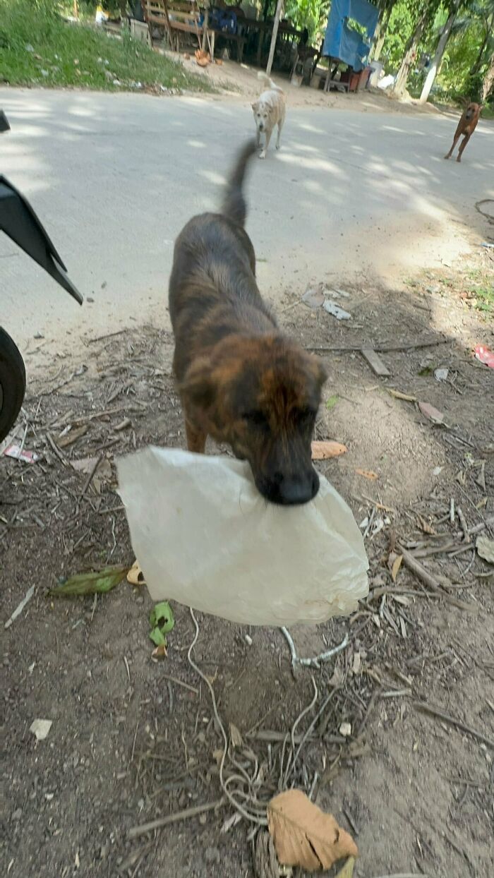 Stray Dog Is Melting Hearts Online For Bringing A Gift For Man Every time He Comes To Feed Her
