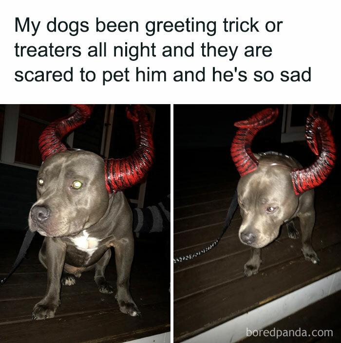 Dog with red devil horns looking sad; a hilarious Halloween meme.