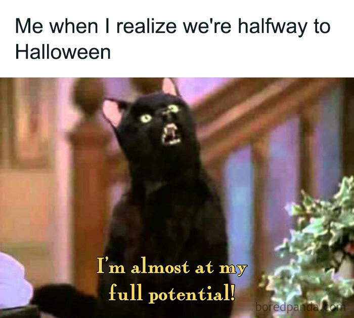 Black cat meme excited about Halloween approaching.