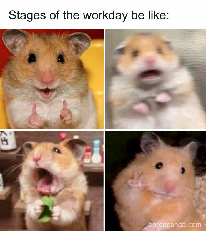 Hamster meme showing workday stages: excitement, shock, panic eating, and tired relief, capturing relatable hamster expressions.