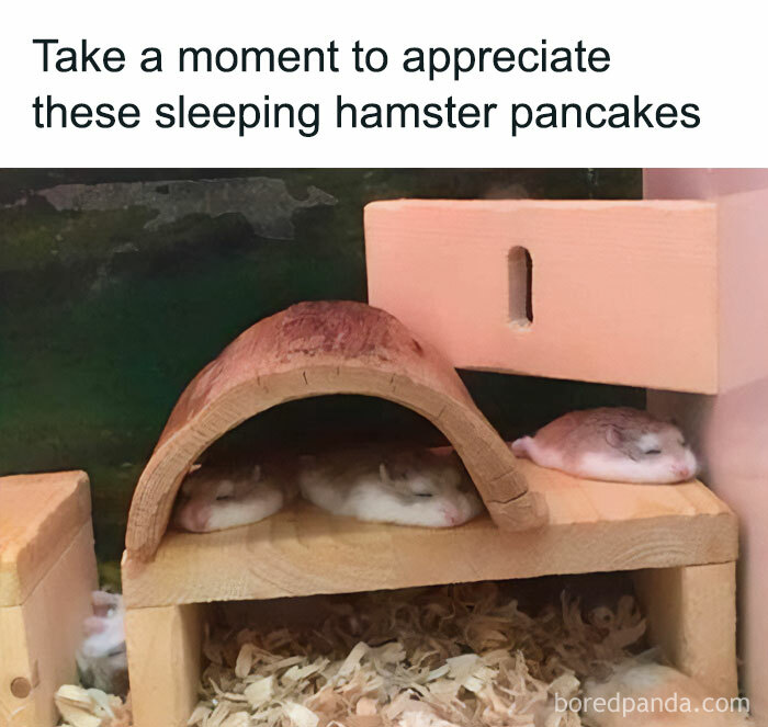 Sleeping hamsters under a shelter, resembling pancakes. Text: "Take a moment to appreciate these sleeping hamster pancakes."