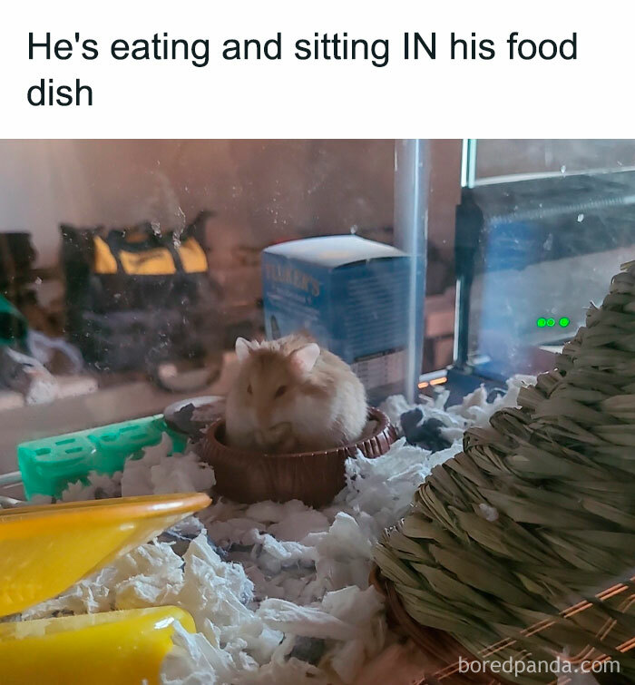 Hamster meme showing a hamster sitting and eating inside its food dish, with the text "He's eating and sitting IN his food dish."