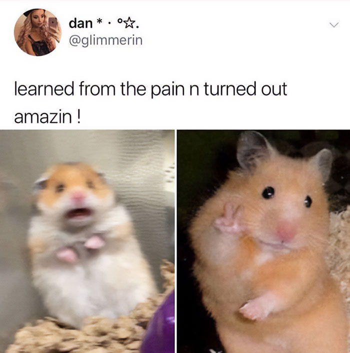 Hamster meme: one panicked and one posing confidently, with text "learned from the pain n turned out amazin!"