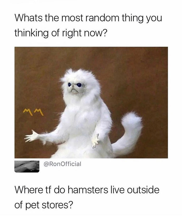Confused white cat illustration meme with text about where hamsters live outside pet stores.