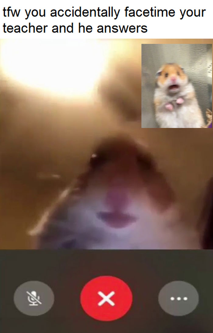 Blurry hamster on FaceTime call, inset with shocked hamster; text about accidentally calling teacher.