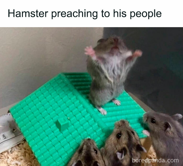 Hamster meme with a hamster on a green roof, paws raised, "preaching" to three hamsters below.