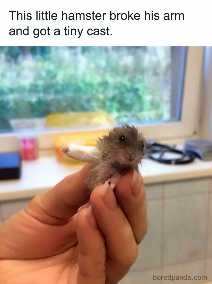 A hamster meme with a tiny cast on its arm, being held gently.