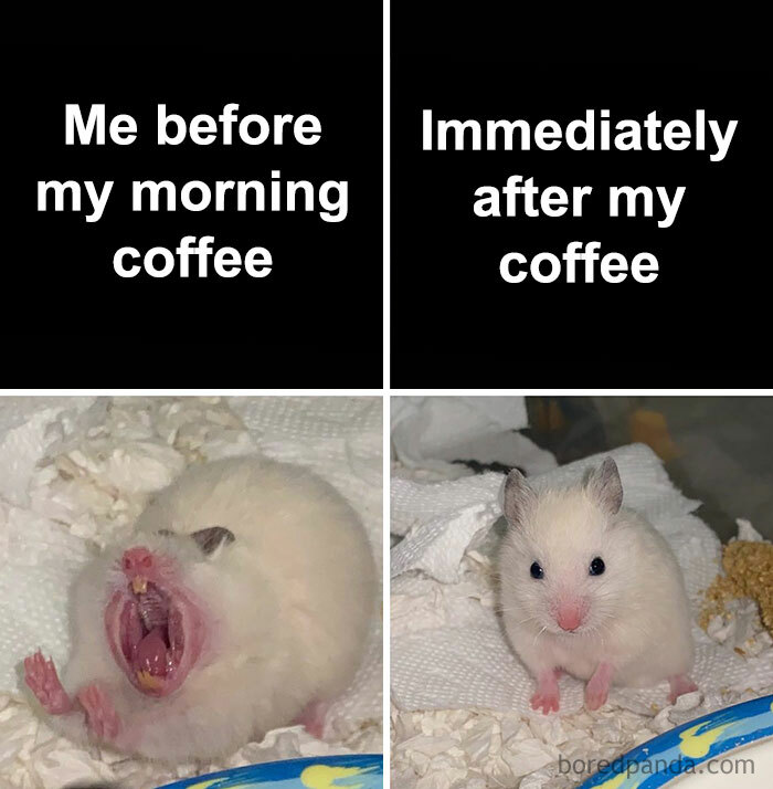 Yawning hamster meme: "Me before coffee" vs. wide-eyed hamster: "Immediately after coffee".