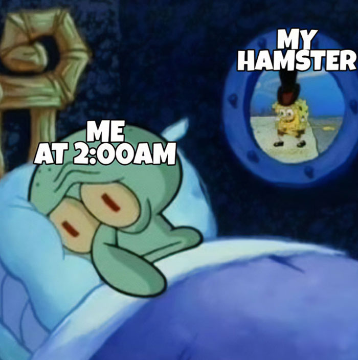 Hamster meme using a SpongeBob scene: Squidward in bed labeled "Me at 2:00 AM," SpongeBob outside as "My hamster."
