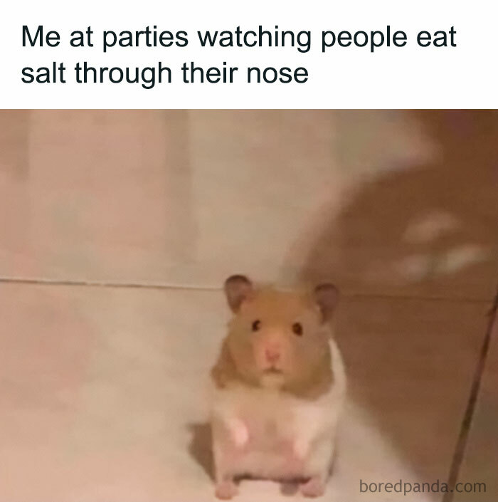 Confused hamster meme with text about party behavior.