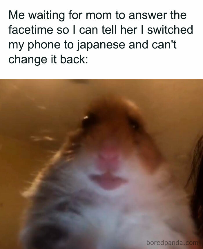 Blurry hamster meme showing a close-up on a FaceTime call, humor about changing phone language.