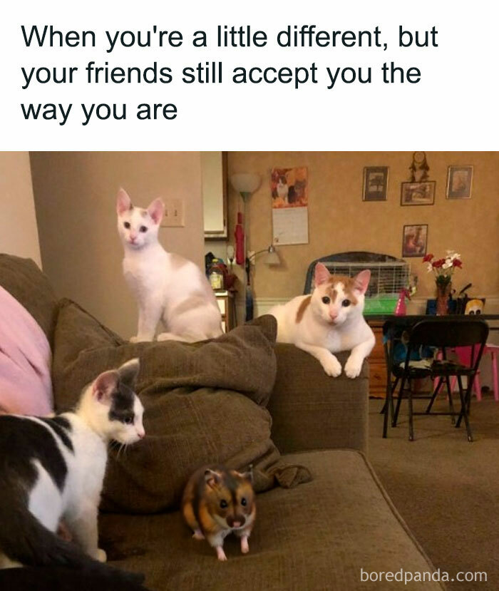 Hamster meme with three cats on a couch, highlighting friendship acceptance.