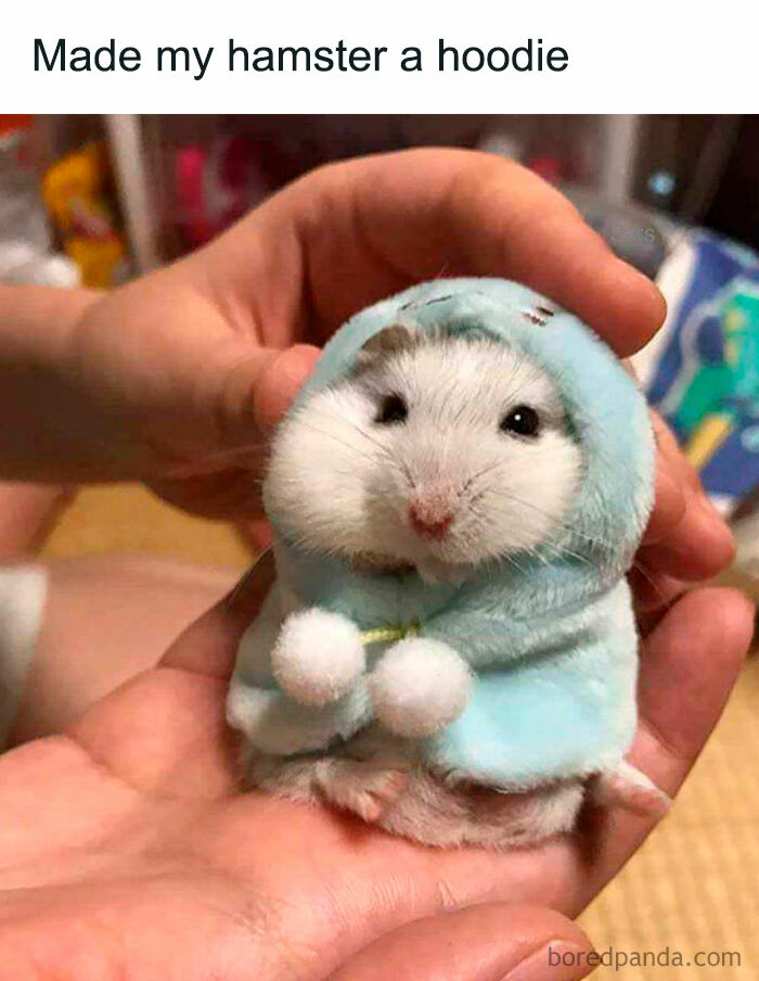 Hamster in a tiny blue hoodie with pom-poms, meme text reads "Made my hamster a hoodie."