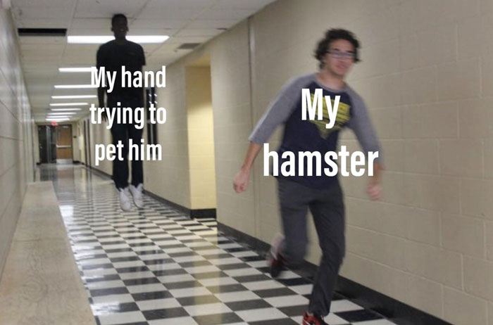Two people running in a hallway meme with text "My hamster" and "My hand trying to pet him," capturing hamster meme humor.