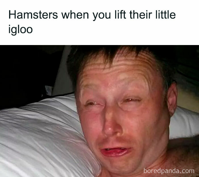 A man with a squinting, confused look in bed, captioned about hamsters' reactions to their igloo being lifted.