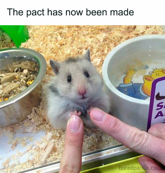 A hamster touching a person's finger through glass, text reads "The pact has now been made" in this funny hamster meme.