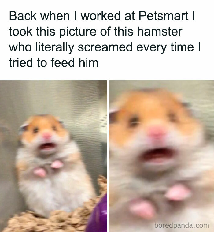 Blurry hamster meme with text about a screaming hamster at Petsmart.