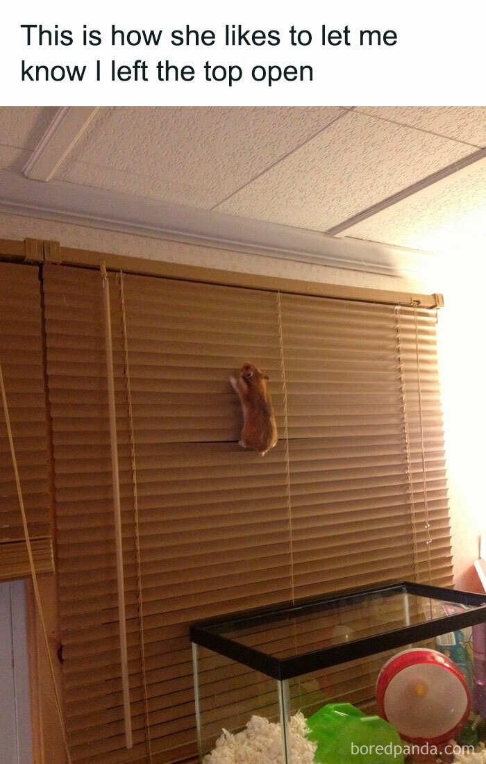Hamster meme: a hamster climbing window blinds above its cage with witty text about leaving the top open.