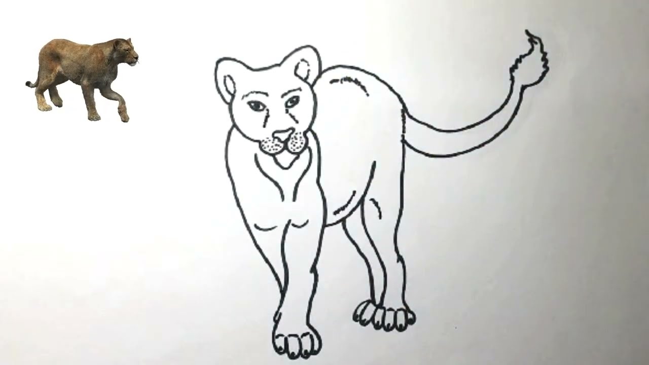 How To Draw A Lioness Step-By-Step