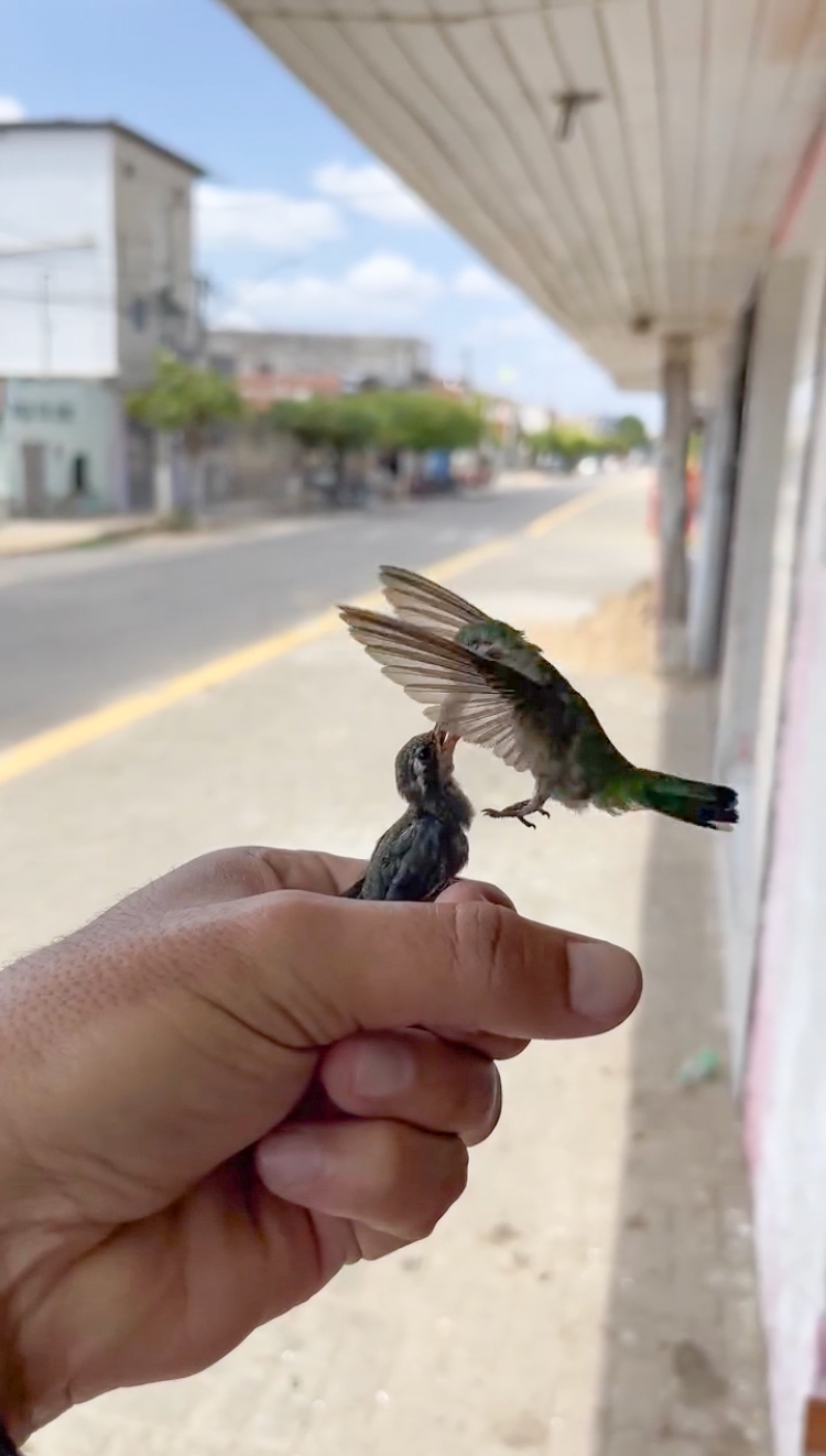 This Guy Saved A Baby Hummingbird And Soon Found Out She Wasn&rsquo;t Alone