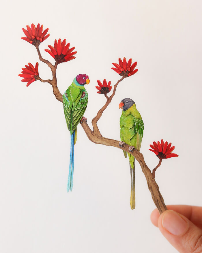 Plum-Headed Parakeet