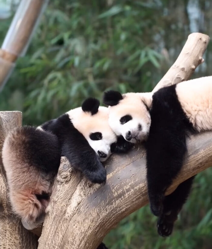 Two adorable panda twins resting on a tree branch surrounded by lush green bamboo foliage in a natural setting