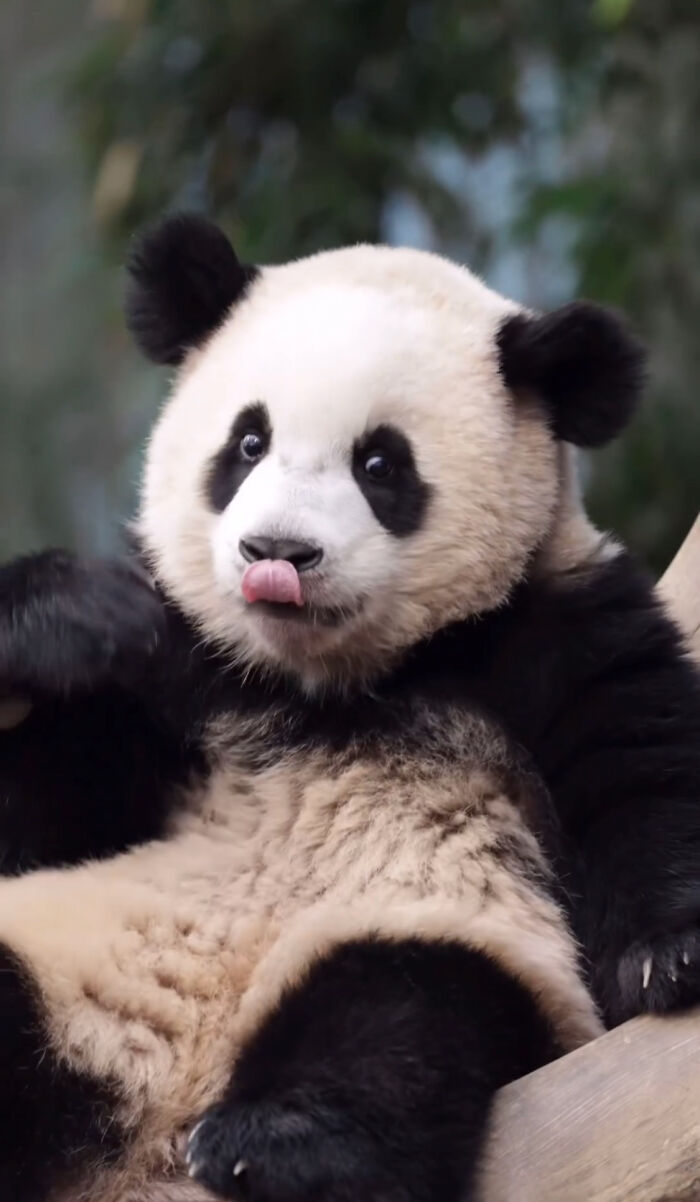 Adorable panda twin cub sitting on a tree branch with tongue out, showcasing playful and heart-melting expression.