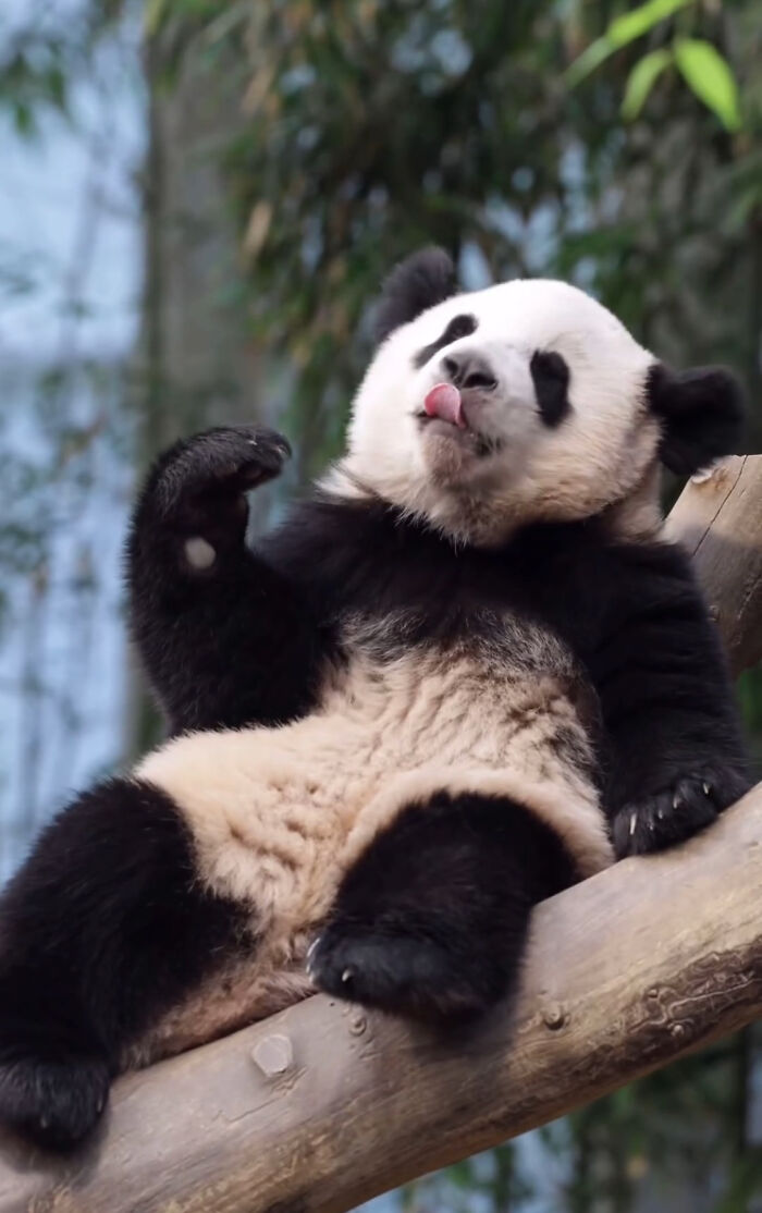 Adorable panda twin sitting on a tree branch with tongue out in a natural green habitat.
