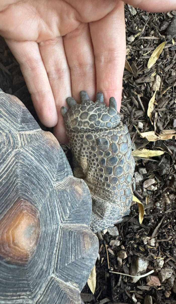 This Woman Has Become True Besties With A Sonoran Desert Tortoise She Recently Adopted