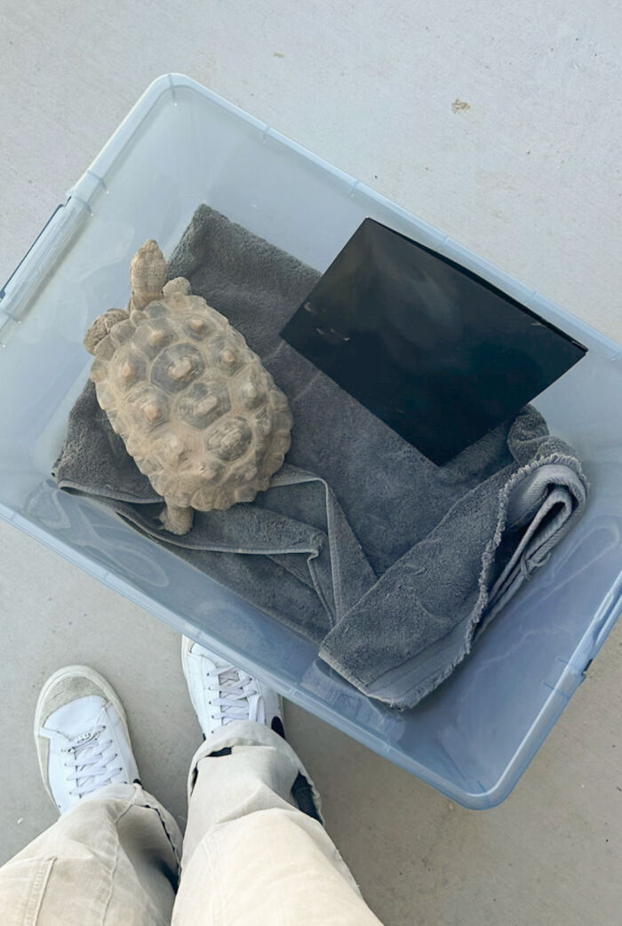 This Woman Has Become True Besties With A Sonoran Desert Tortoise She Recently Adopted