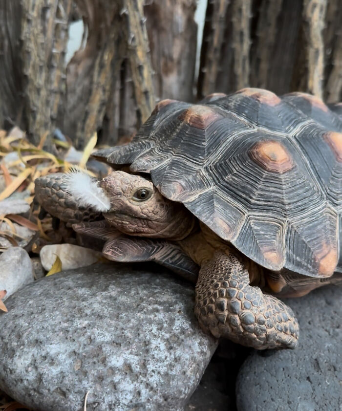 This Woman Has Become True Besties With A Sonoran Desert Tortoise She Recently Adopted