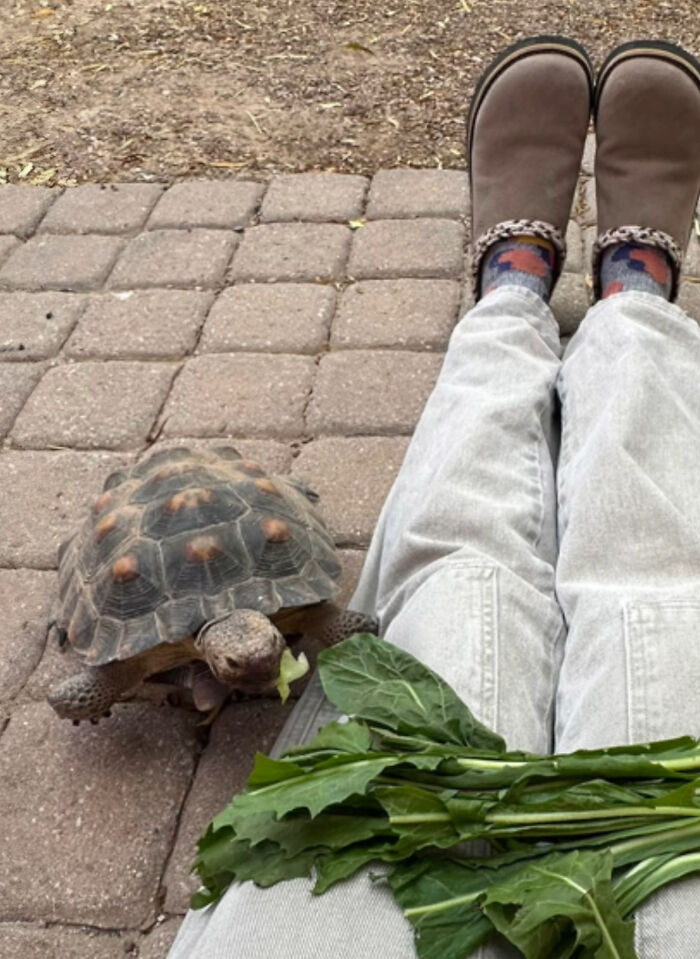 This Woman Has Become True Besties With A Sonoran Desert Tortoise She Recently Adopted
